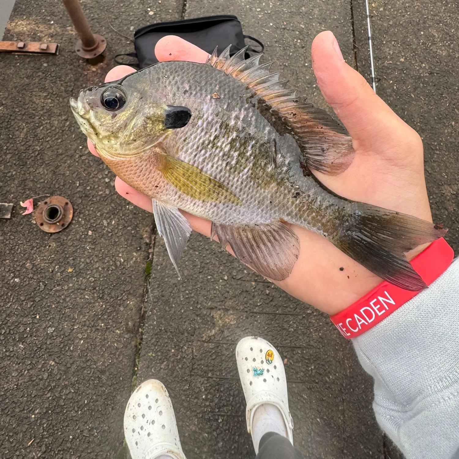 Bluegill caught on Fishbrain