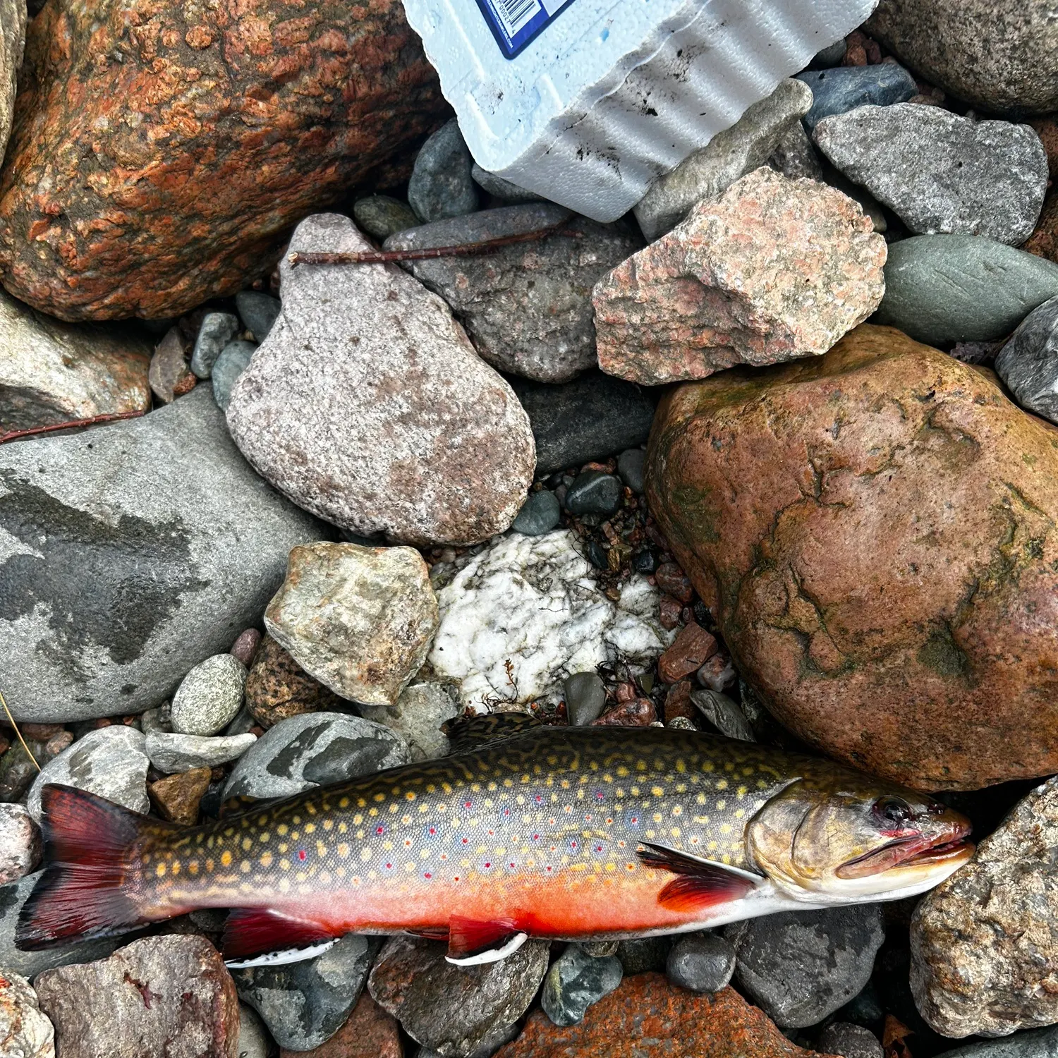 Brook trout caught on Fishbrain