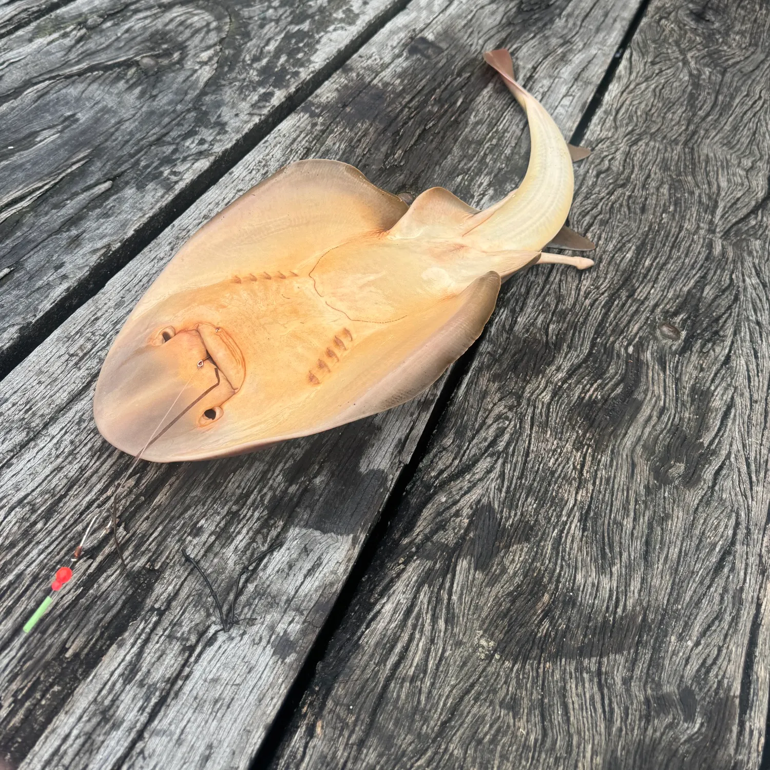 The most recent Southern fiddler catches on Fishbrain