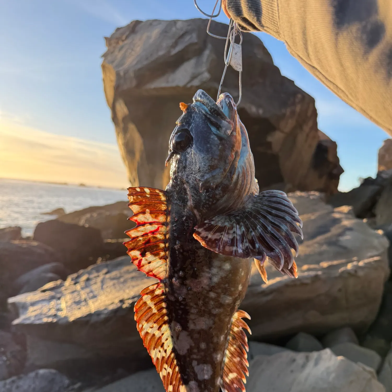 The most recent Cabezon catches on Fishbrain