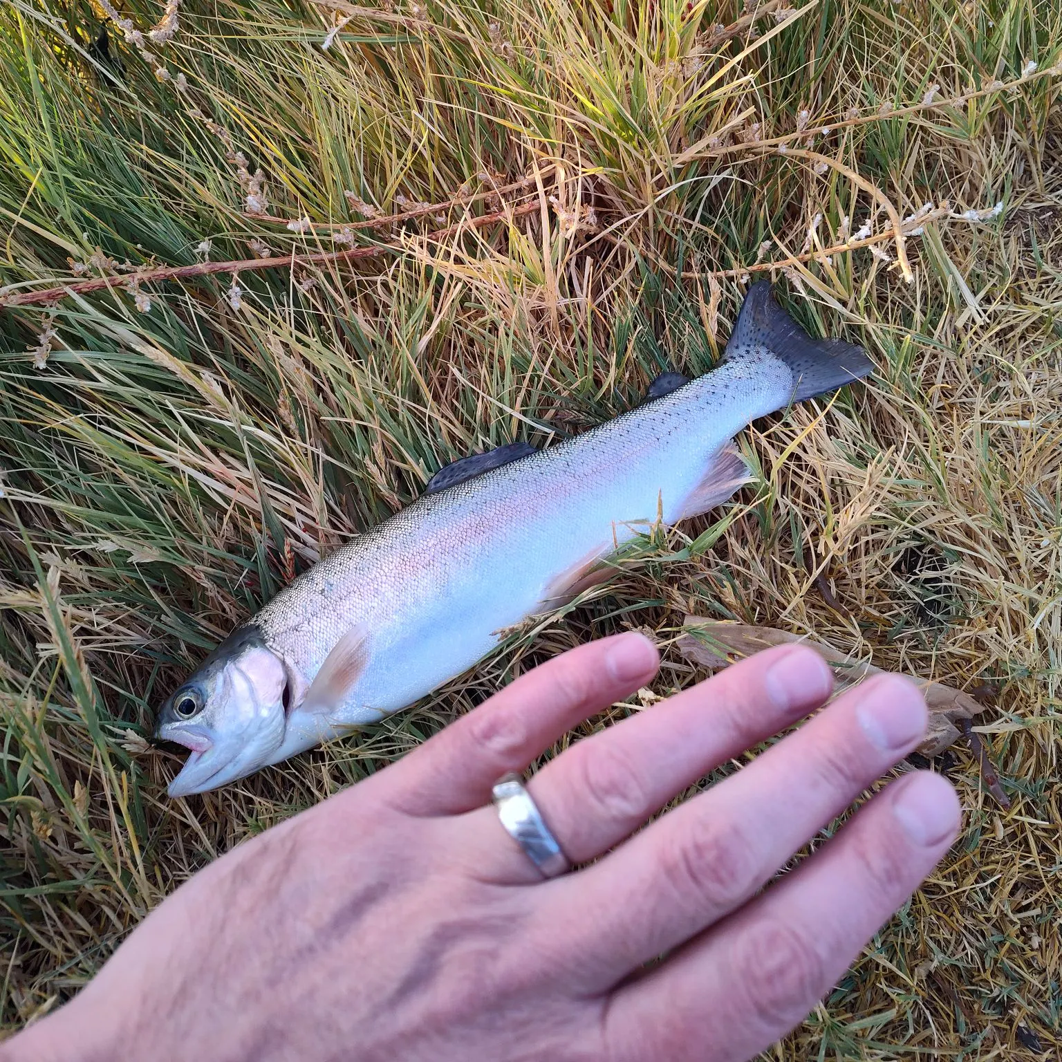 Rainbow trout caught on Fishbrain