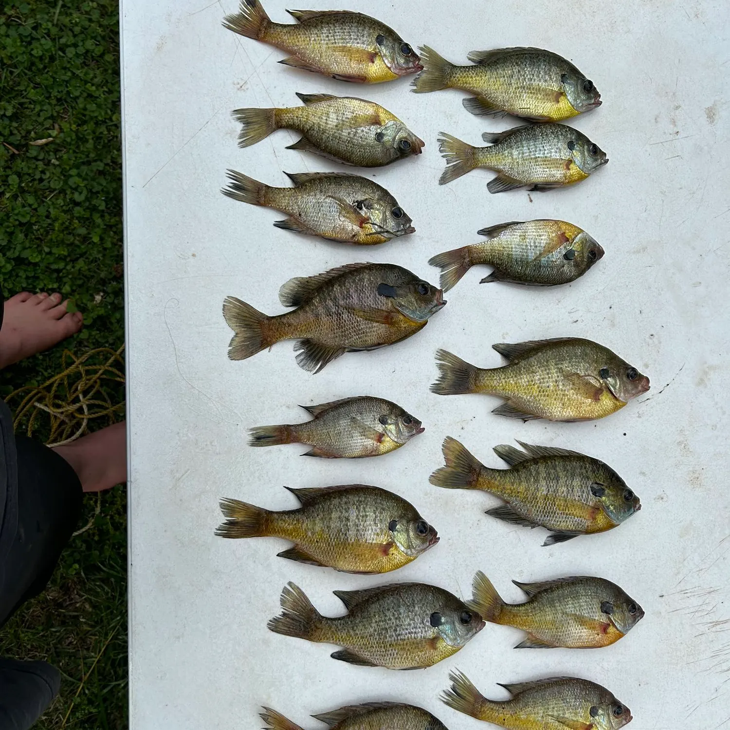 recently logged catches