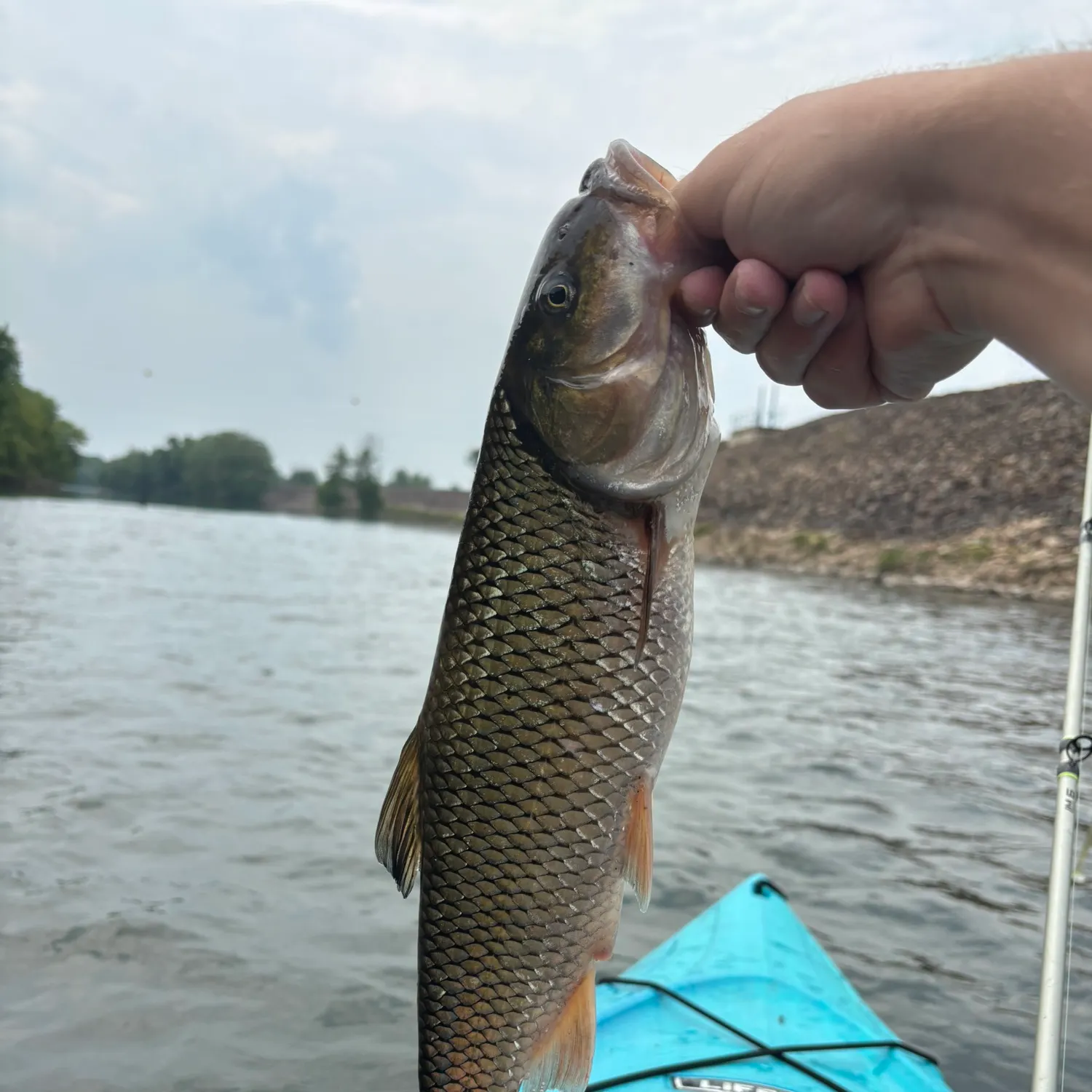 most liked catch image