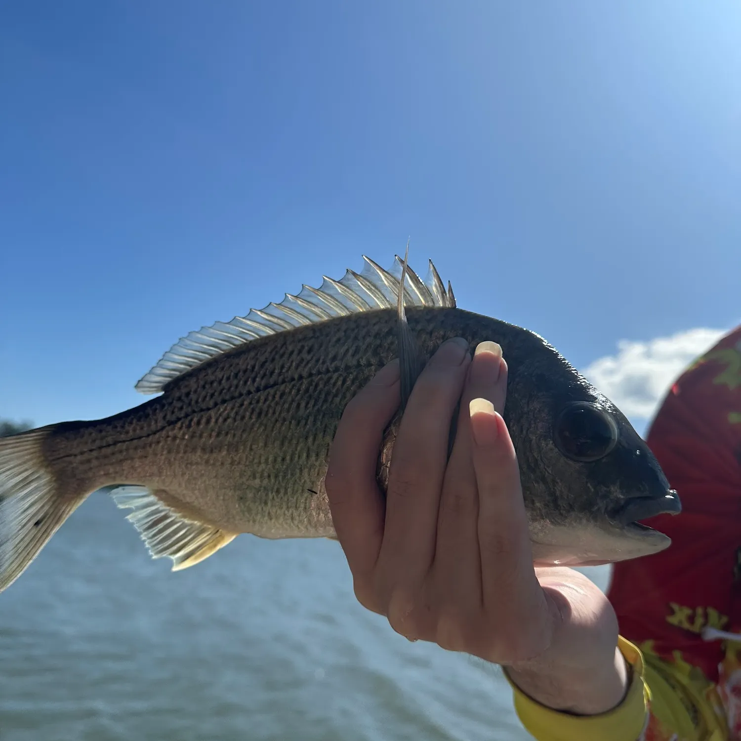 Surf bream caught on Fishbrain
