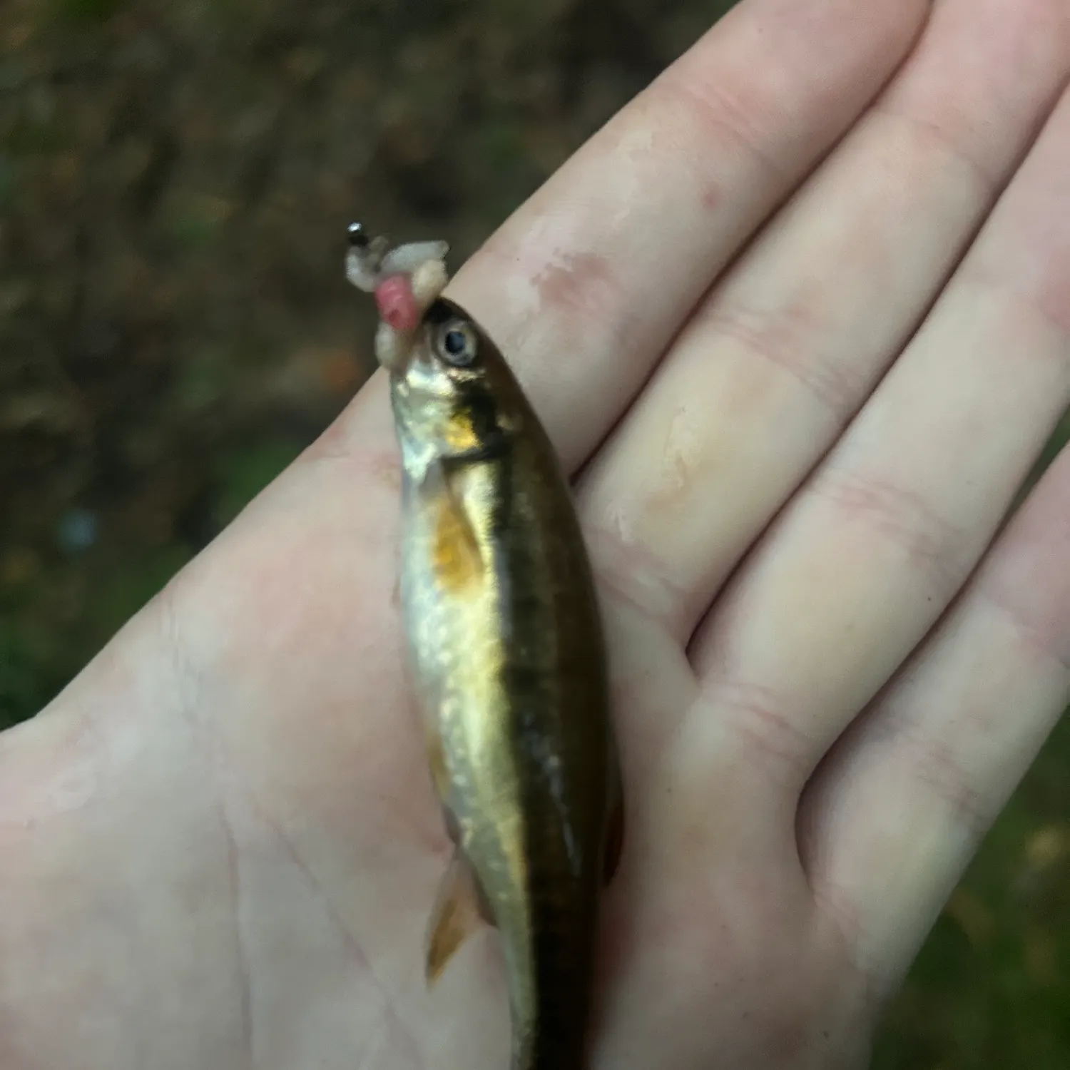 Eurasian minnow caught on Fishbrain