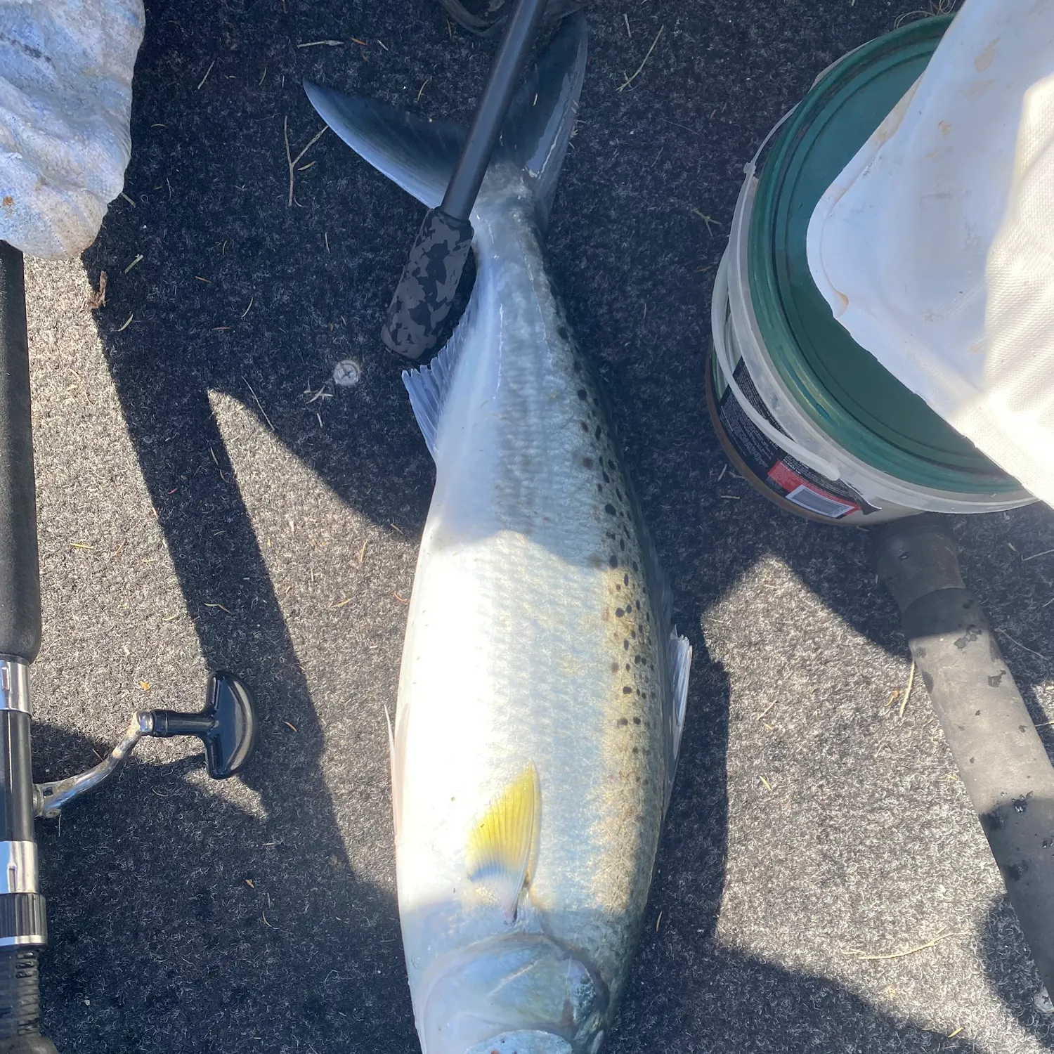 Eastern Australian salmon caught on Fishbrain