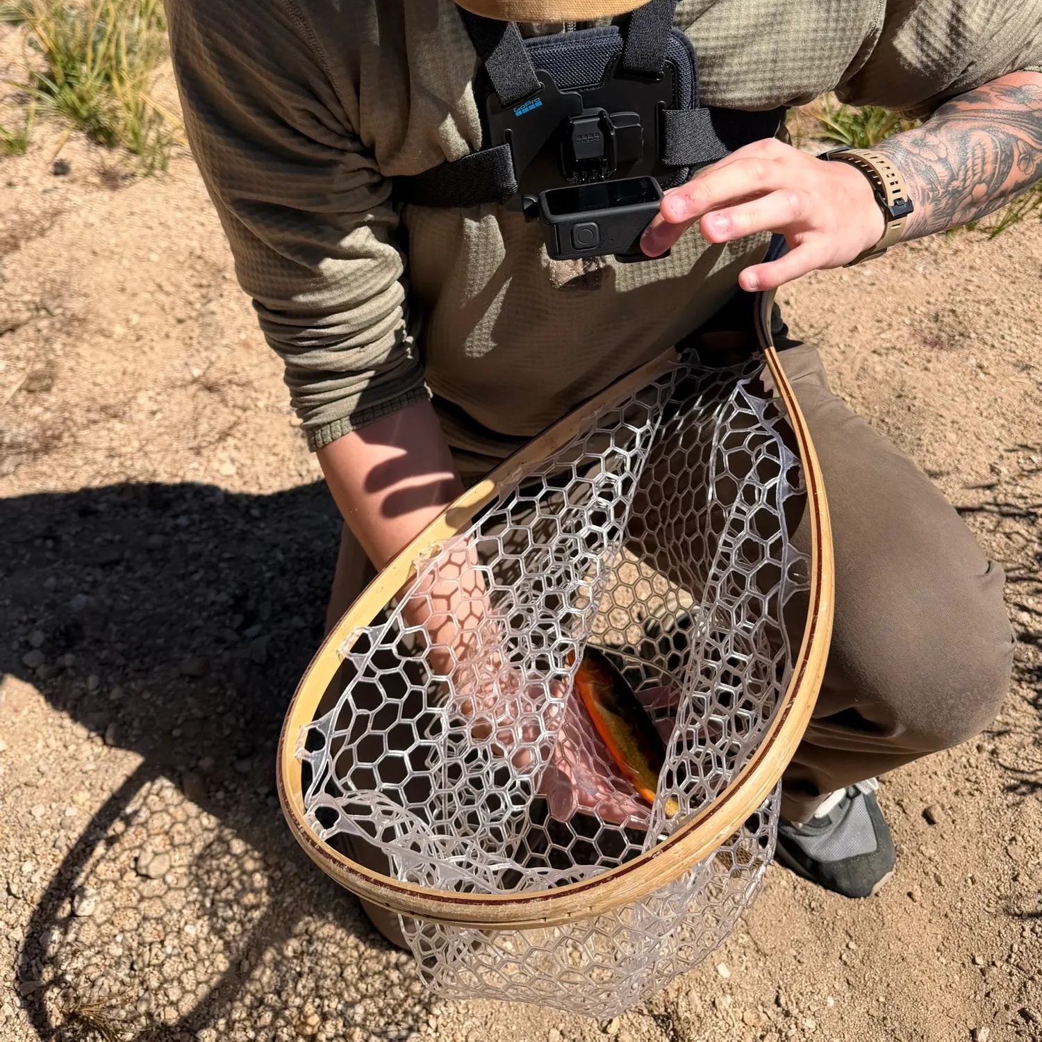 Golden trout caught on Fishbrain