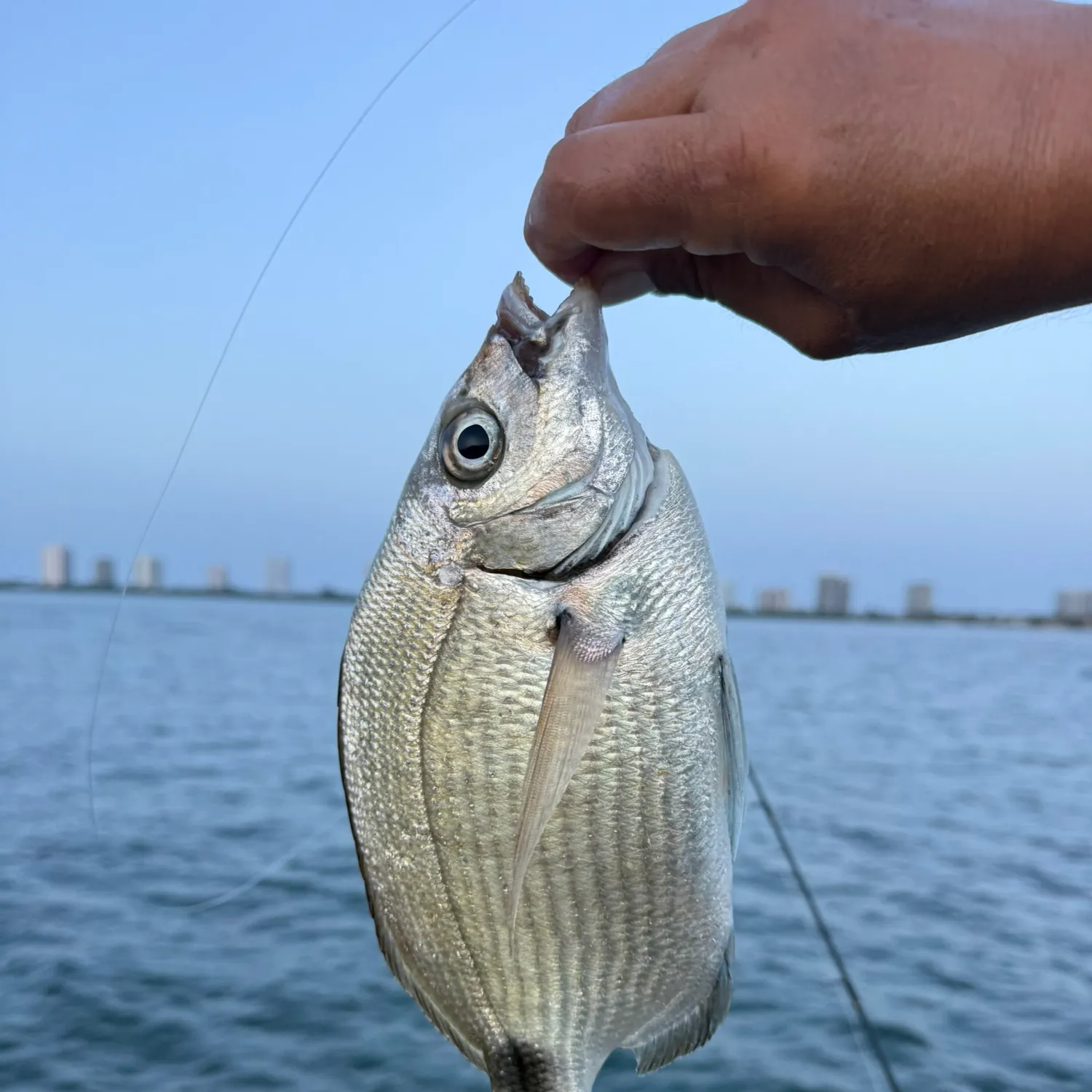 The most recent Spottail seabream catches on Fishbrain