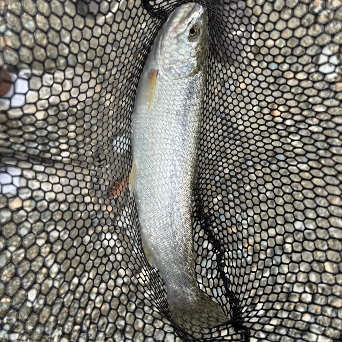Rainbow trout caught on Fishbrain