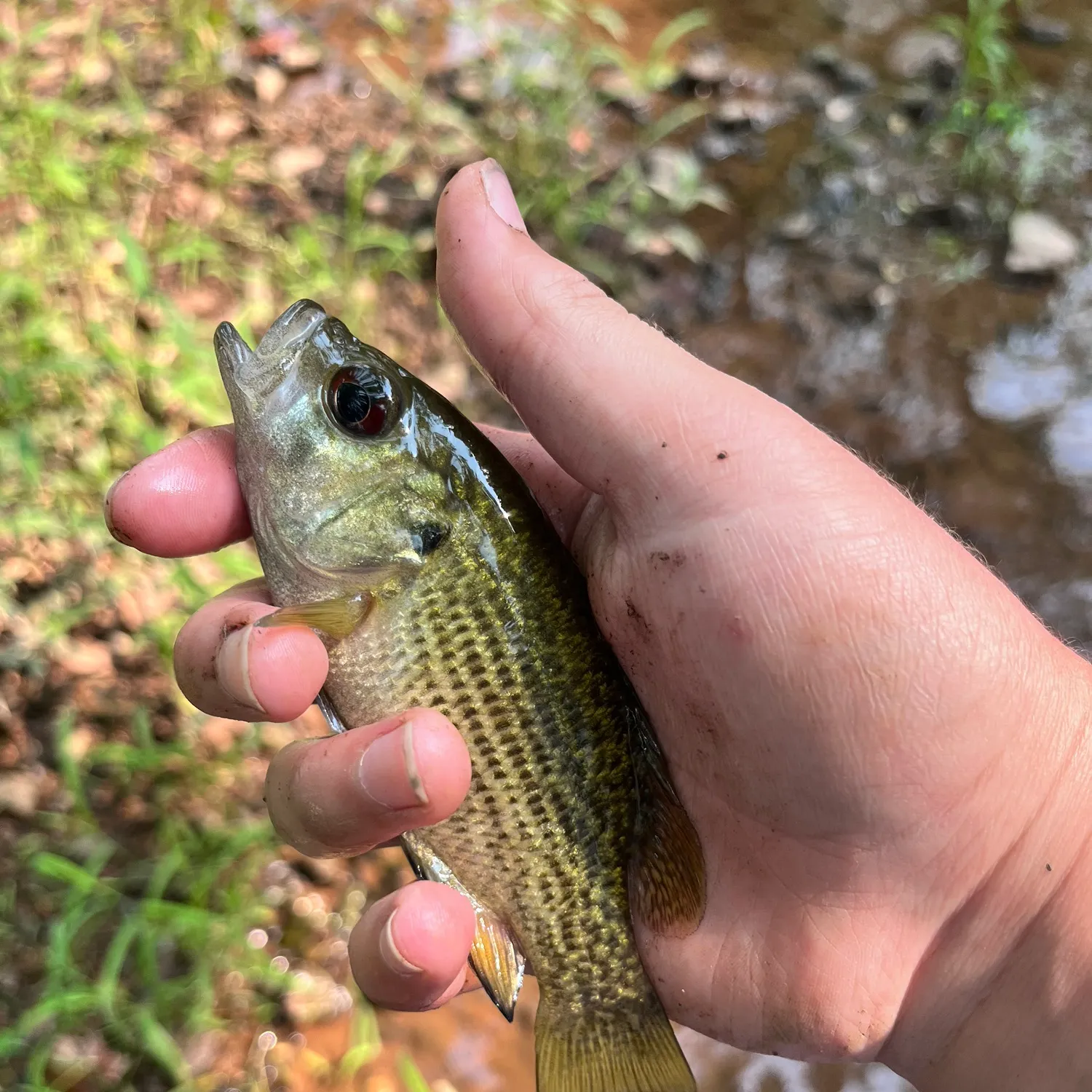 Rock bass caught on Fishbrain
