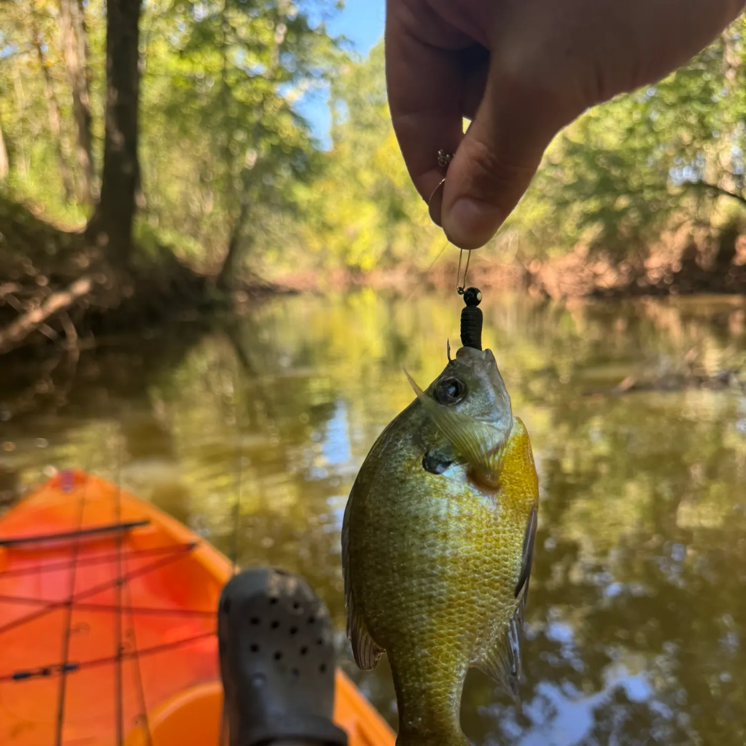 Bluegill caught on Fishbrain