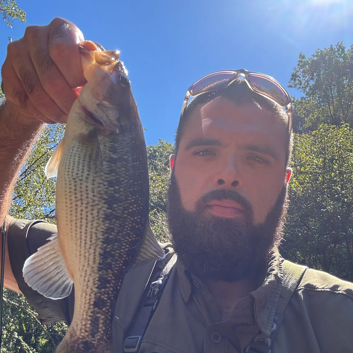 Spotted bass caught on Fishbrain