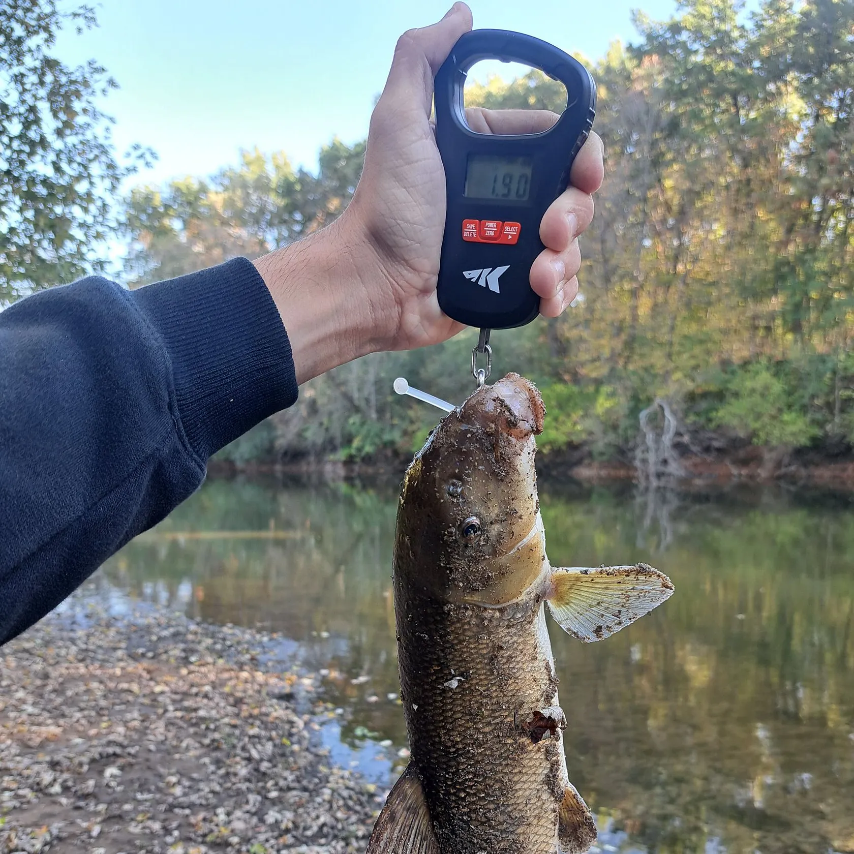 White sucker caught on Fishbrain