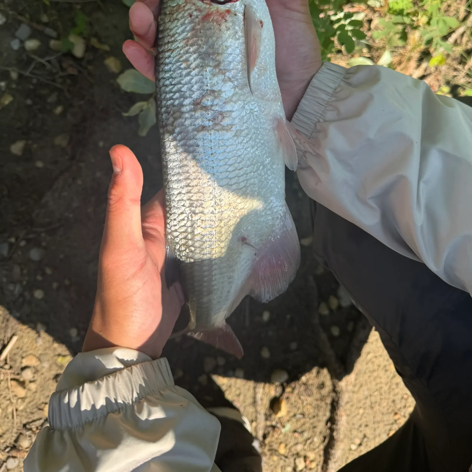 The most recent Goldeye catches on Fishbrain