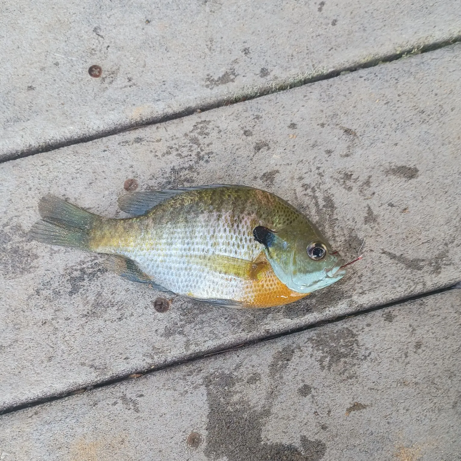 Bluegill caught on Fishbrain