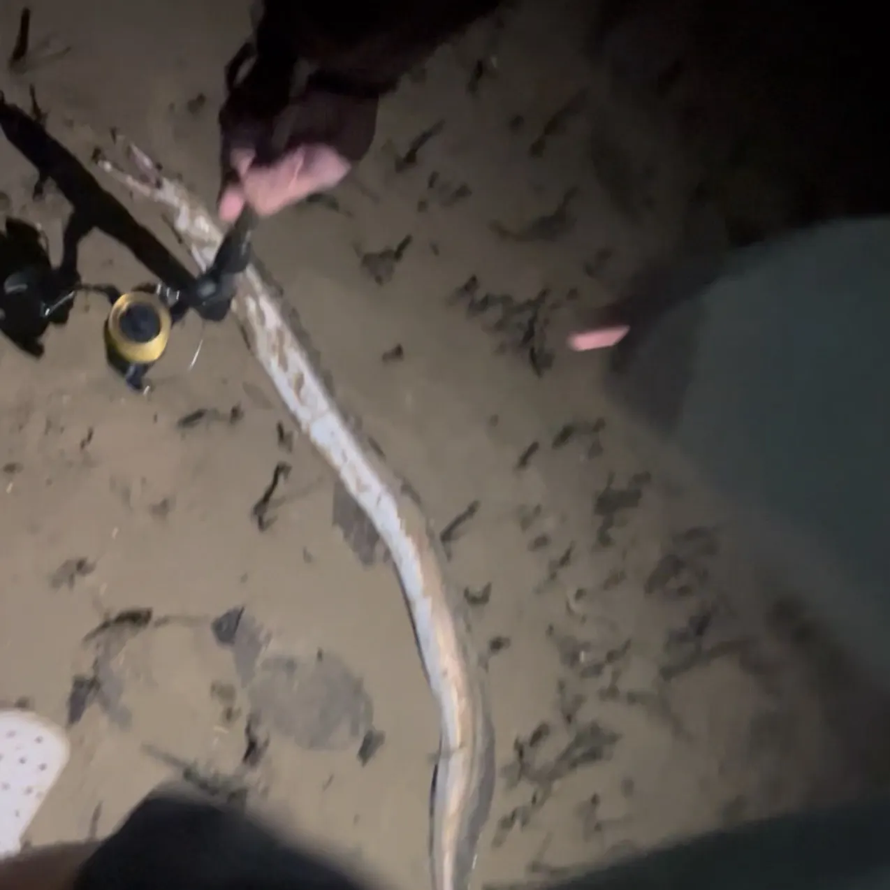 The most recent Common pike conger catches on Fishbrain