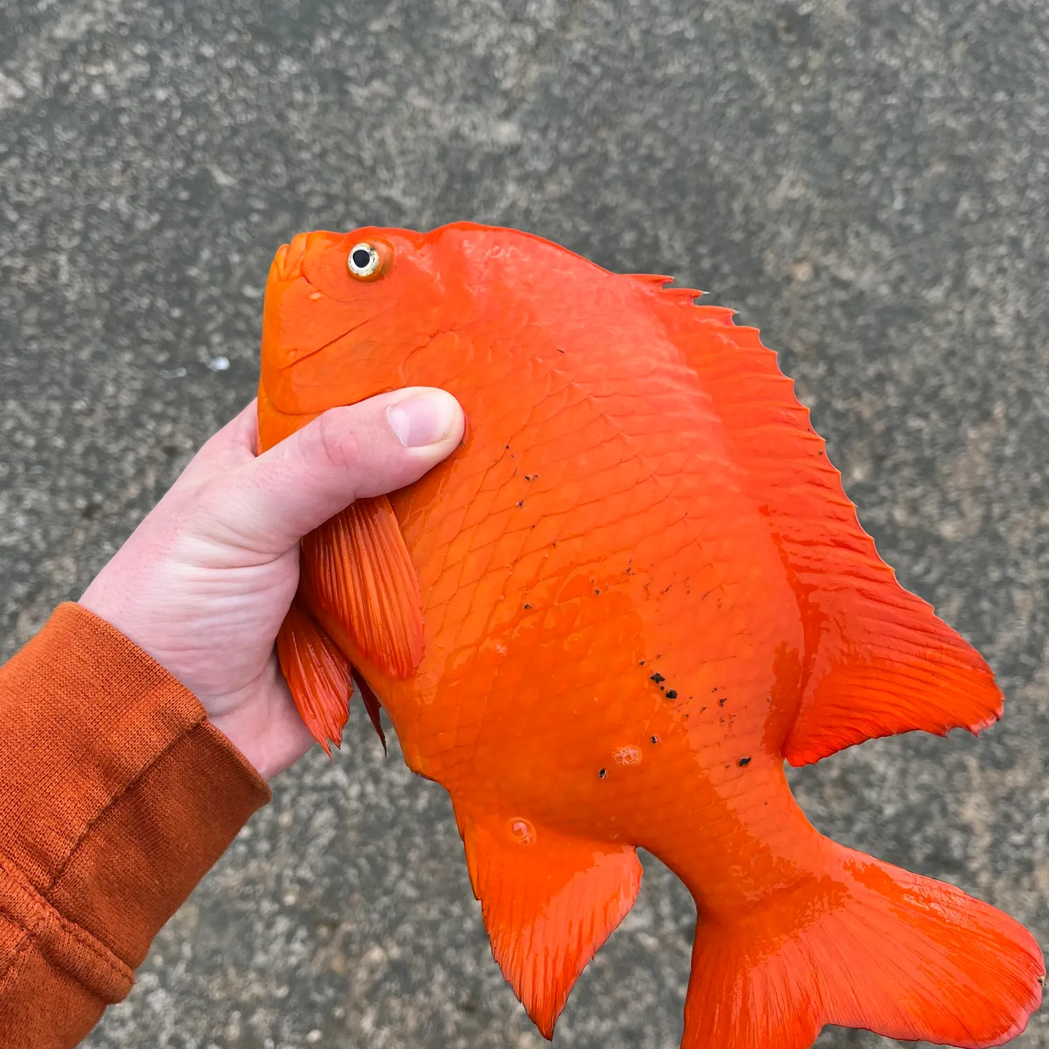 The most recent Garibaldi damselfish catches on Fishbrain