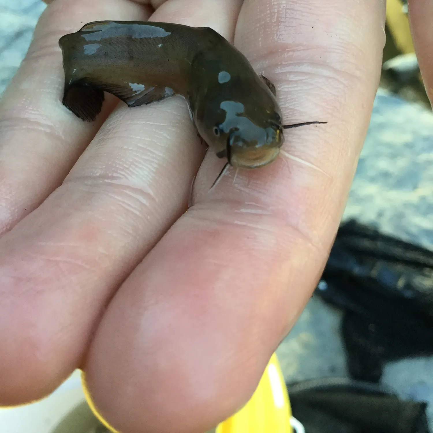 Yellow bullhead caught on Fishbrain
