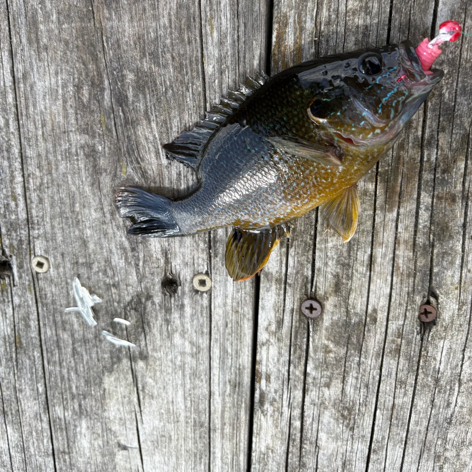 Green sunfish caught on Fishbrain