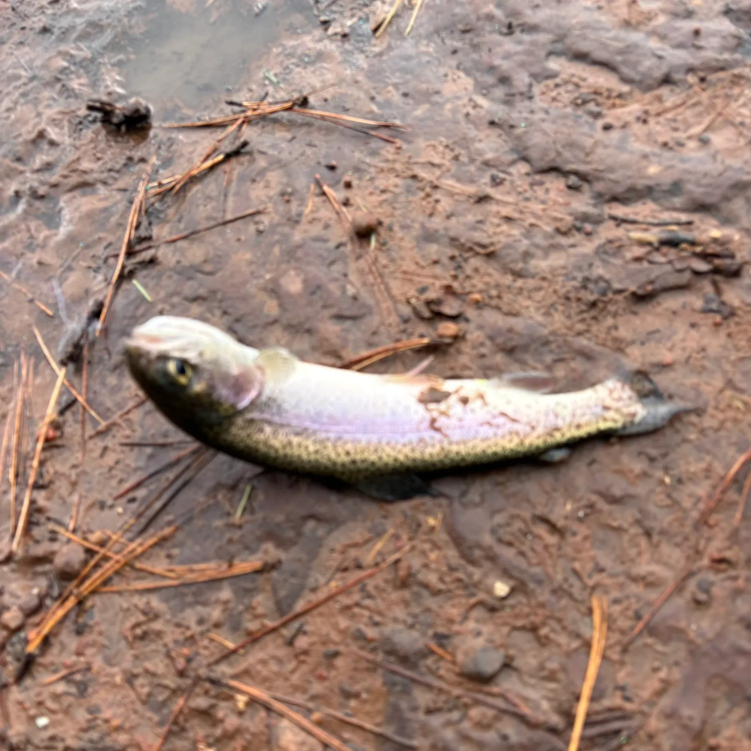 Rainbow trout caught on Fishbrain