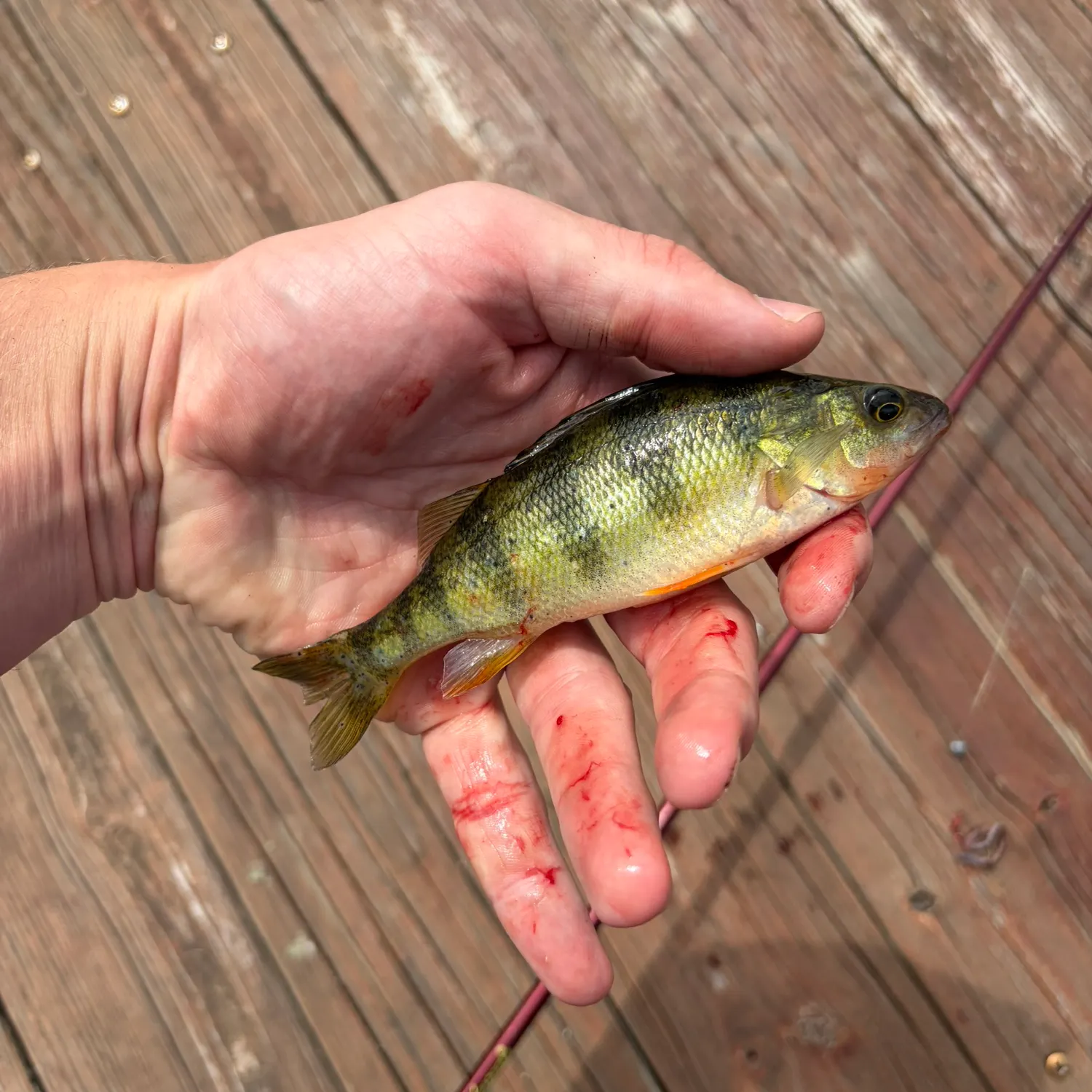 The most recent Yellow perch catches on Fishbrain