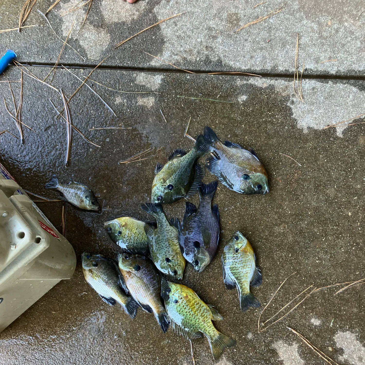 recently logged catches