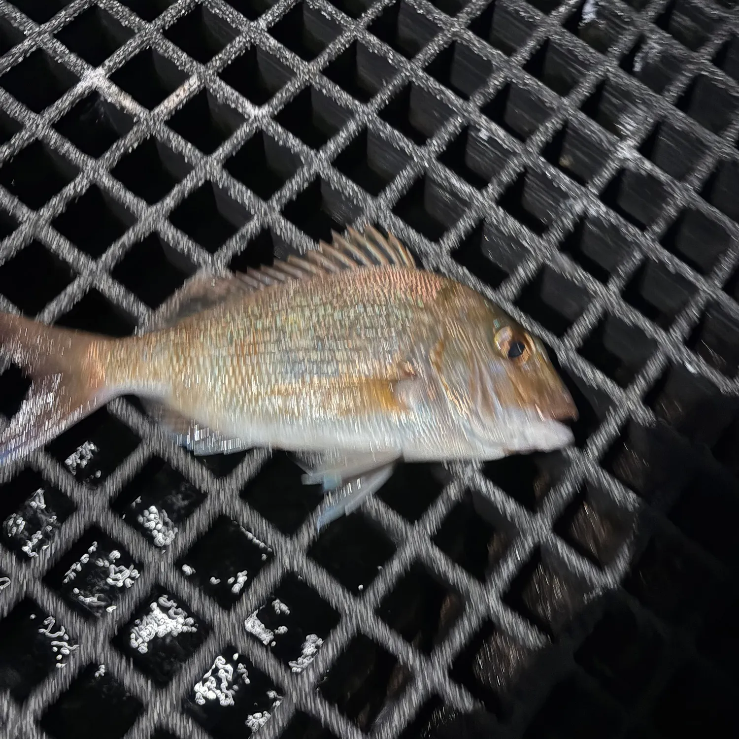 The most recent Australasian snapper catches on Fishbrain