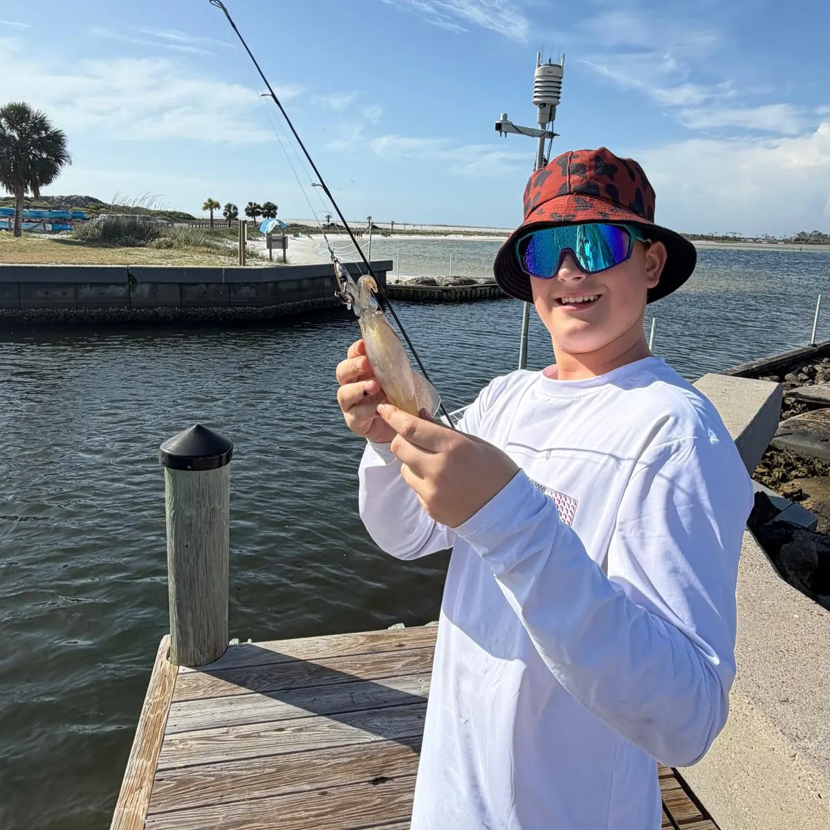 The most recent Bigfin reef squid catches on Fishbrain