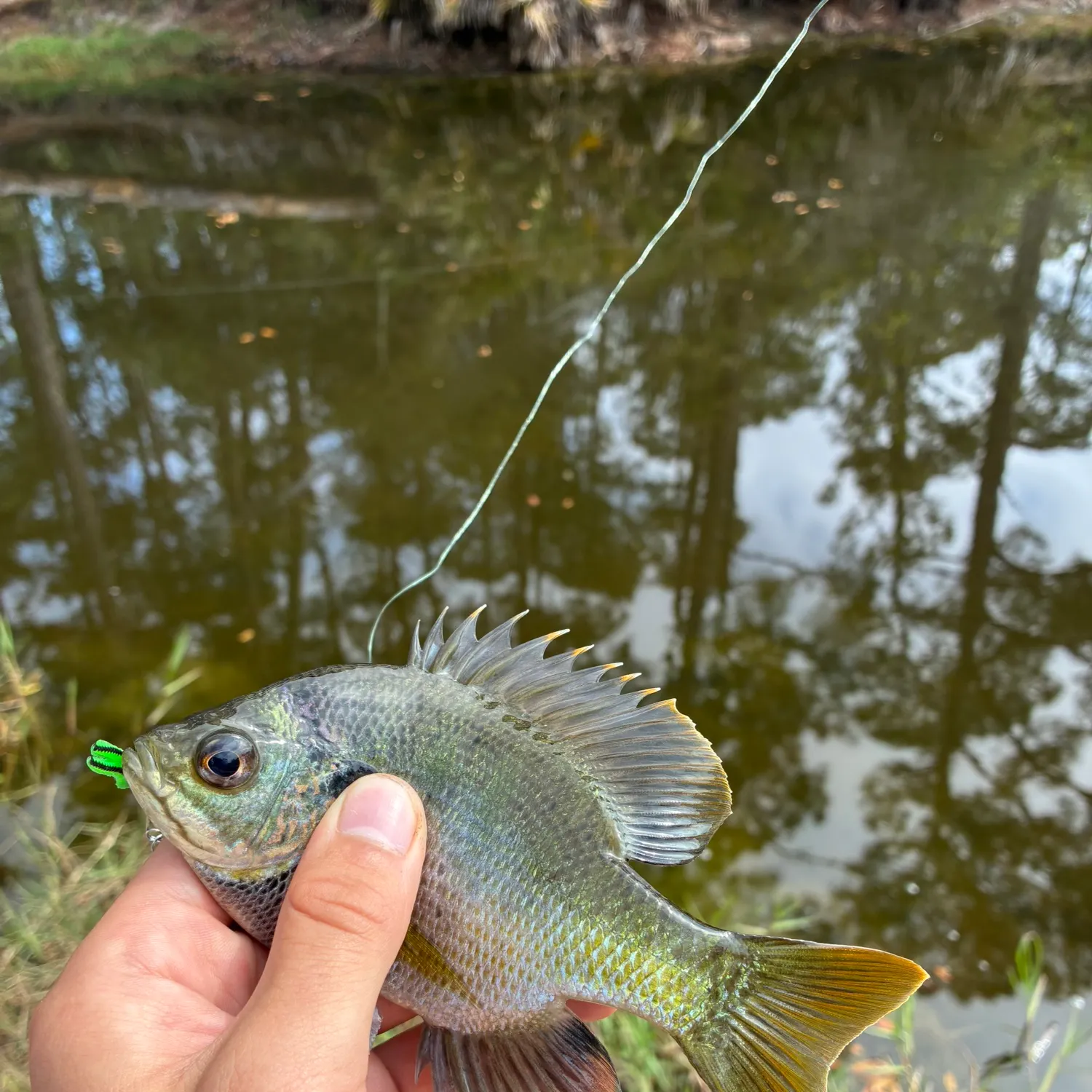 The most recent Coppernose bluegill catches on Fishbrain