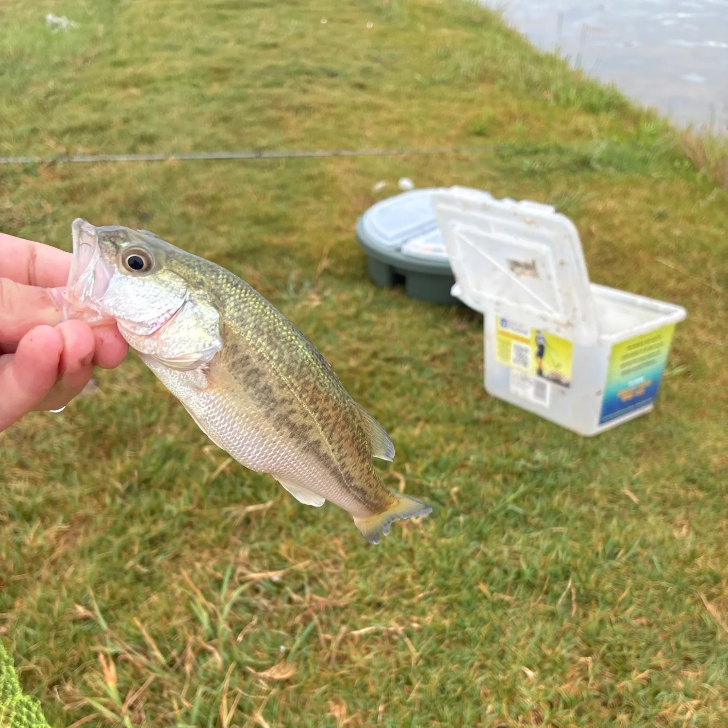 Fish caught on Fishbrain