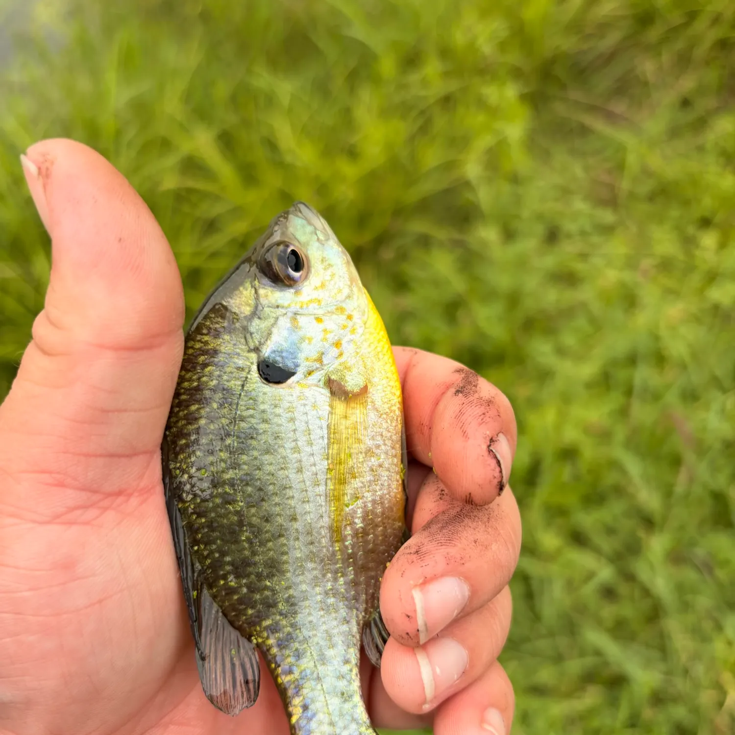 Bluegill caught on Fishbrain