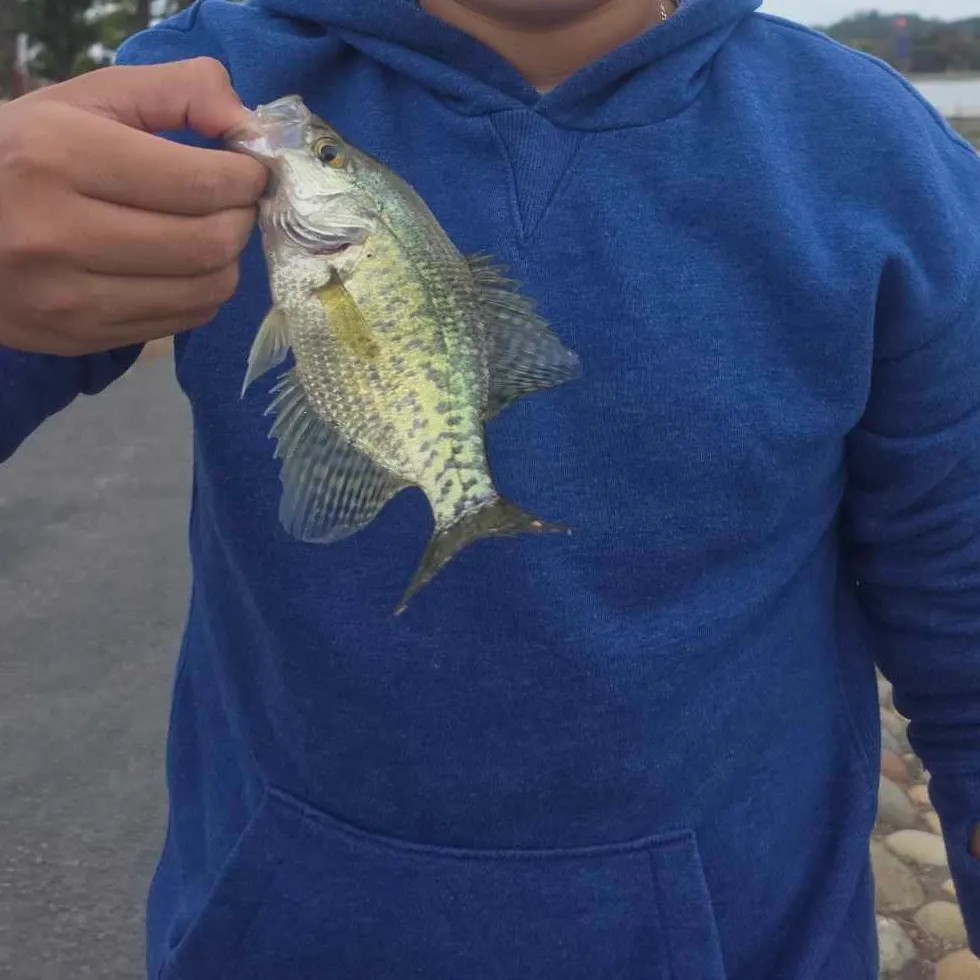 White crappie caught on Fishbrain