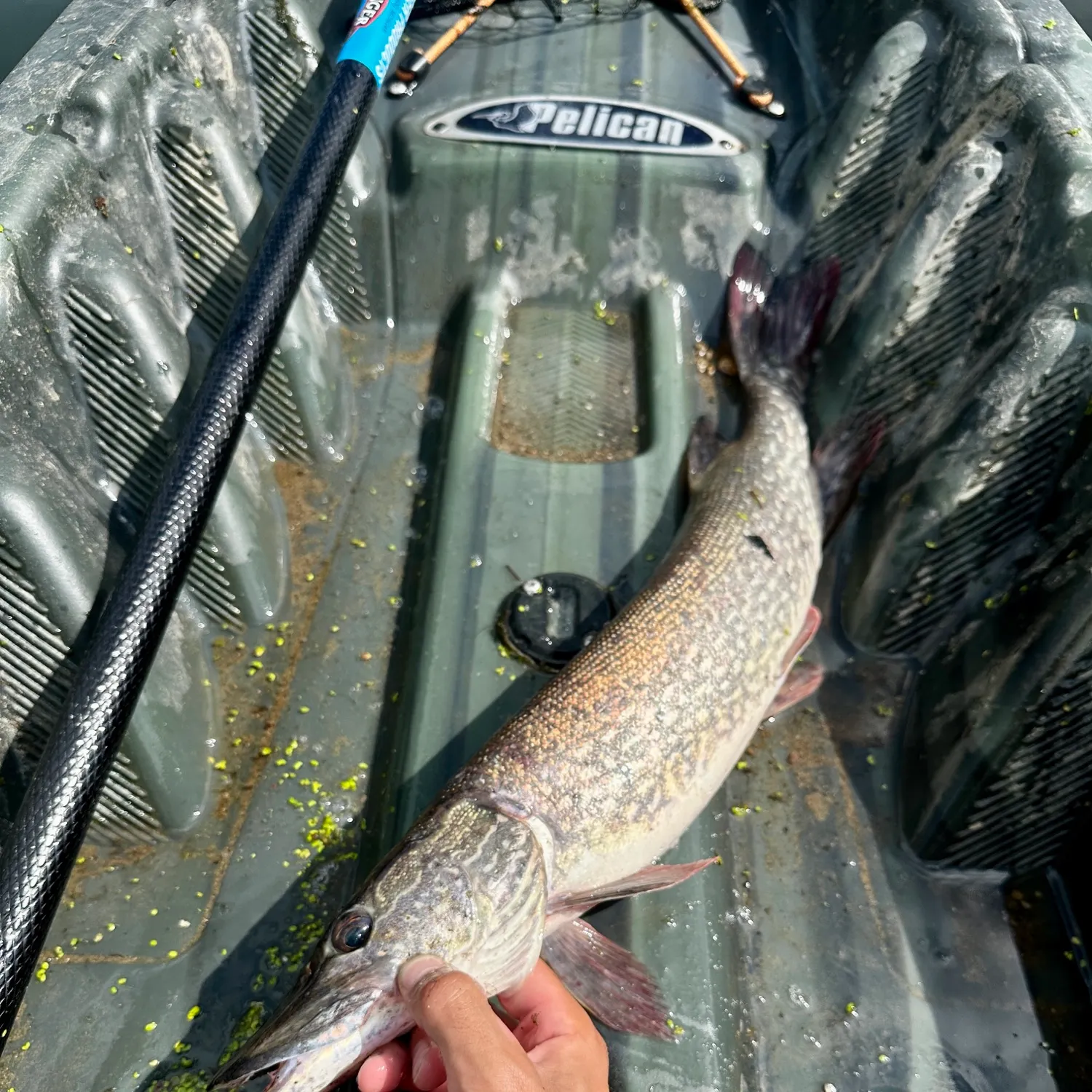 Northern pike caught on Fishbrain