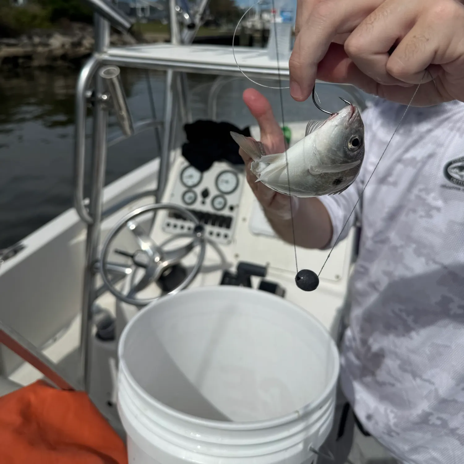 Atlantic croaker caught on Fishbrain