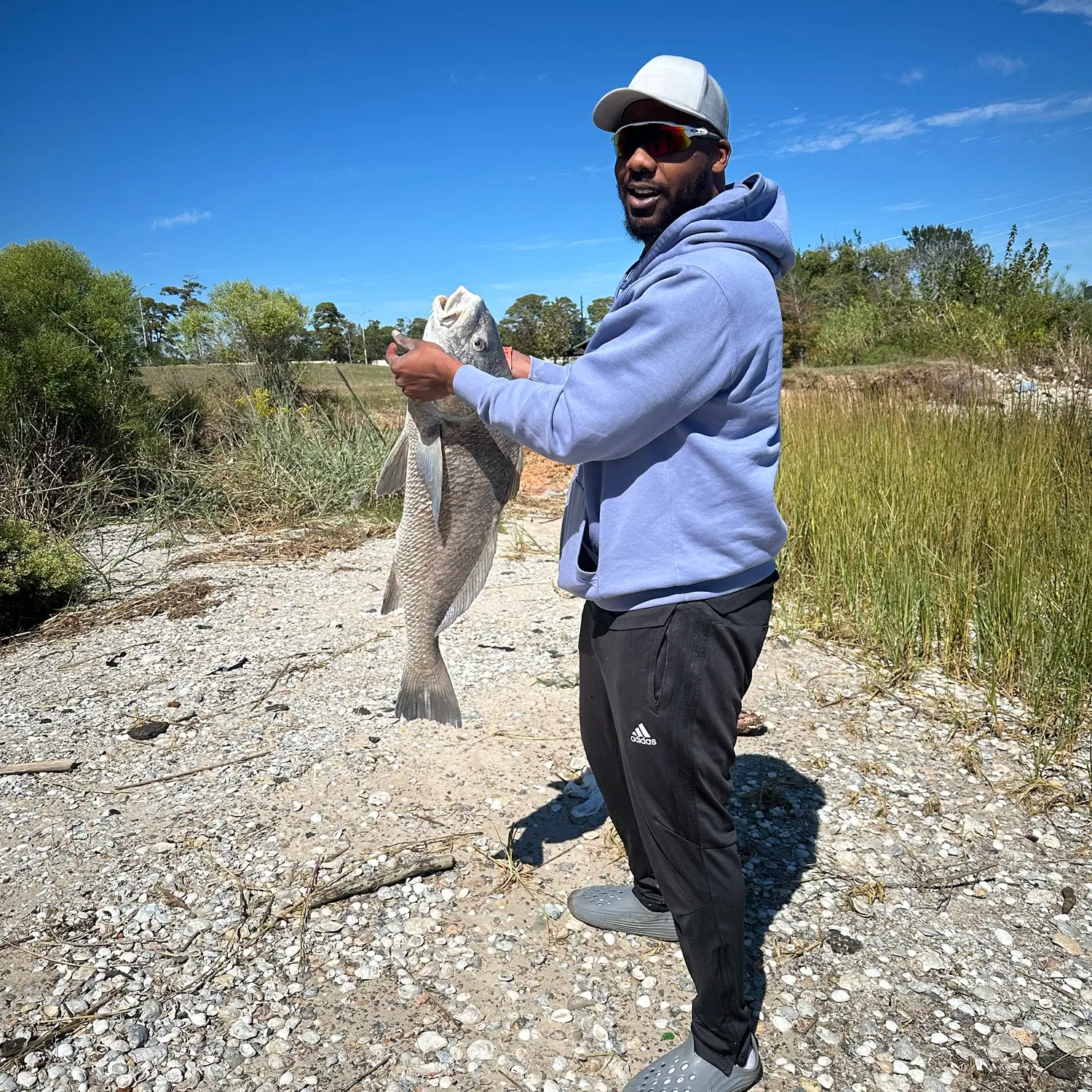 Black drum caught on Fishbrain