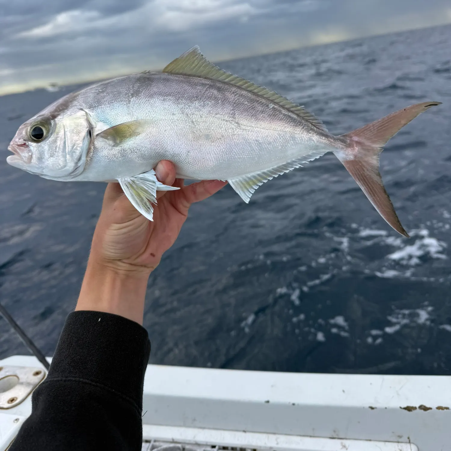 The most recent Lesser amberjack catches on Fishbrain