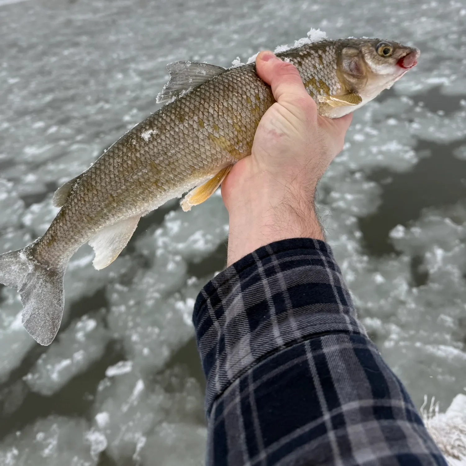 The most recent Mountain whitefish catches on Fishbrain
