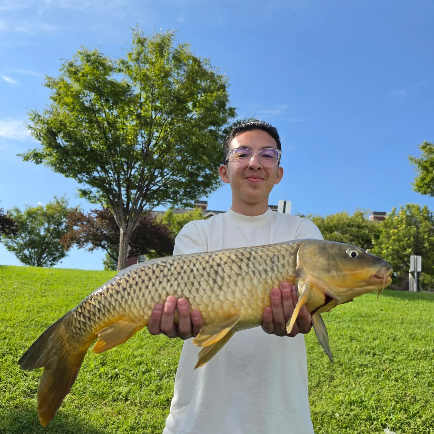 Common carp caught on Fishbrain