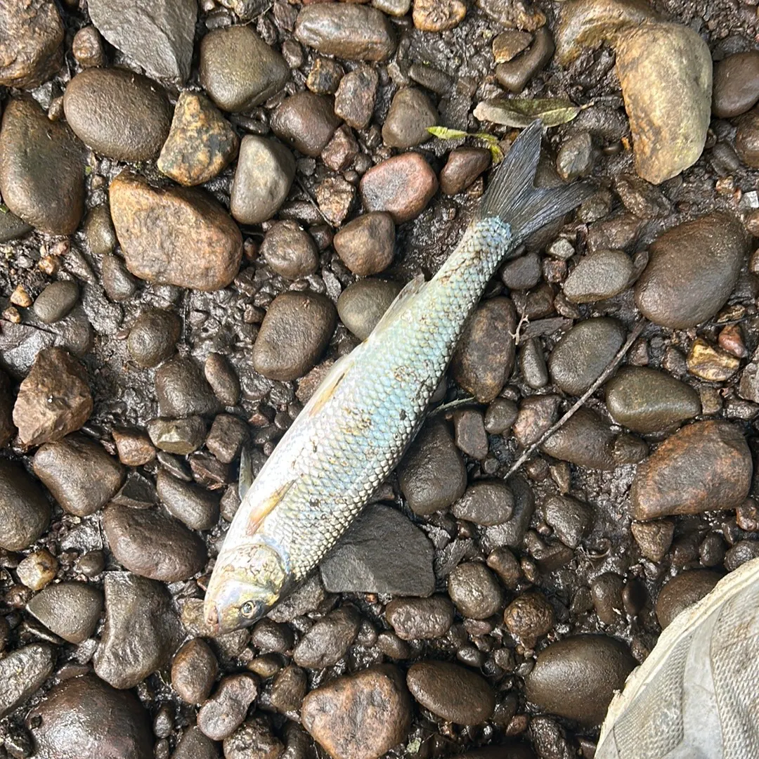 Fallfish caught on Fishbrain