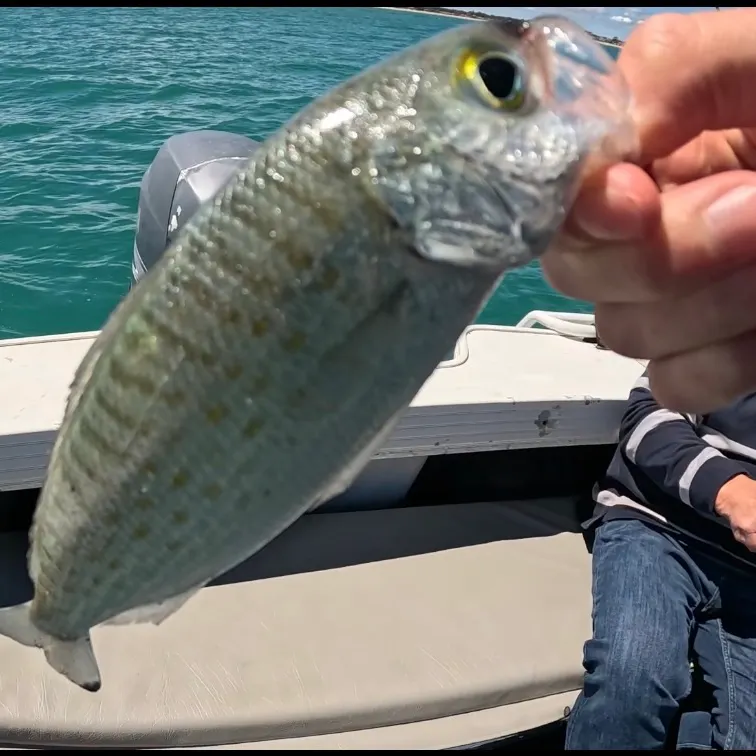 The most recent Atlantic herring catches on Fishbrain