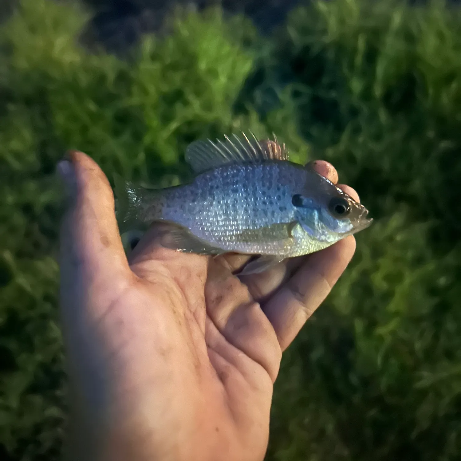 Bluegill caught on Fishbrain