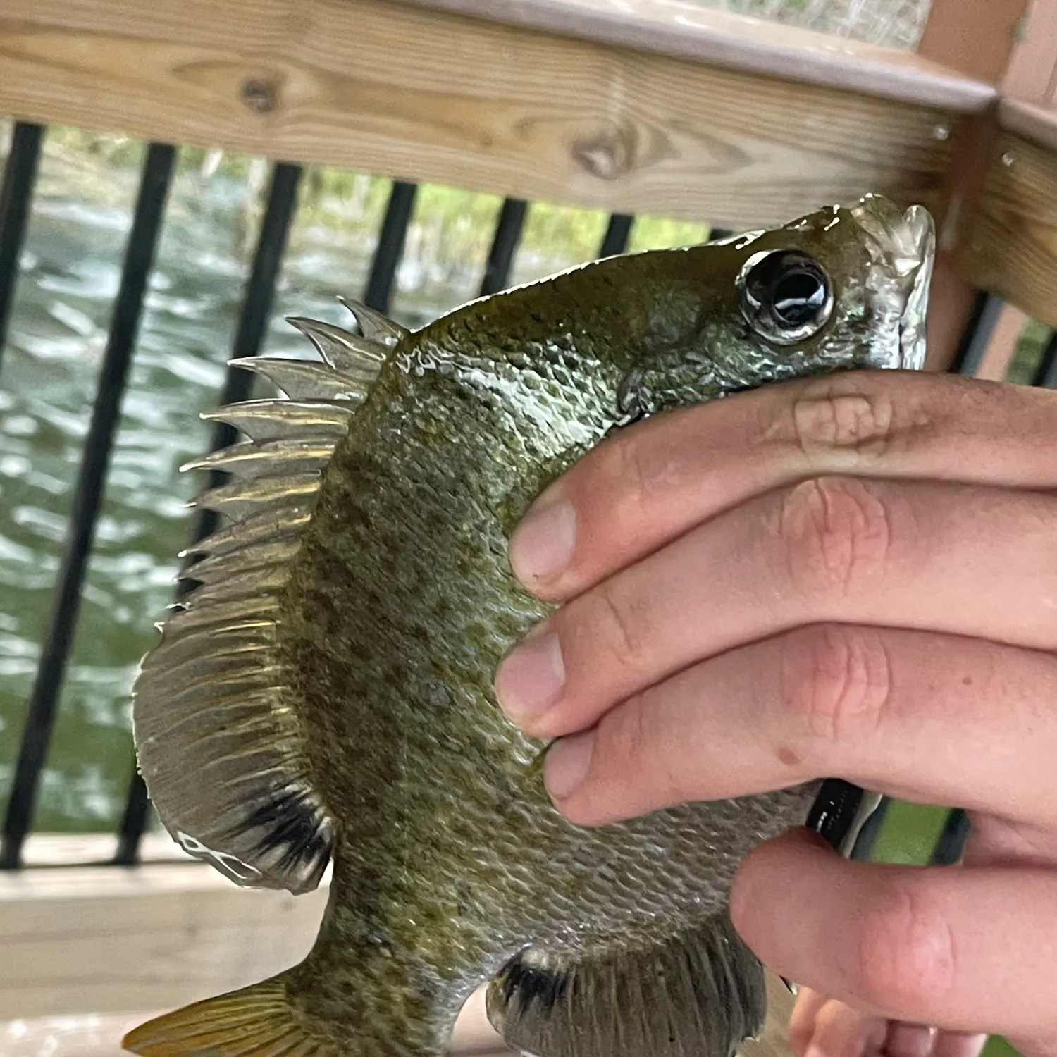 The most recent Spotted sunfish catches on Fishbrain