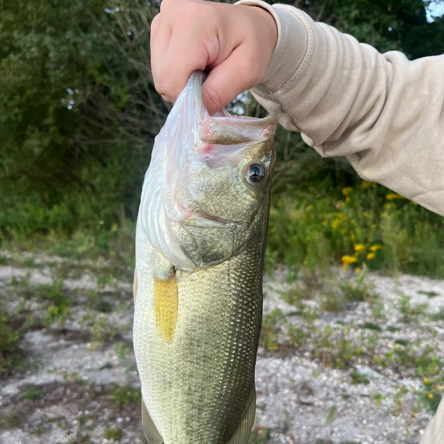 Largemouth bass caught on Fishbrain