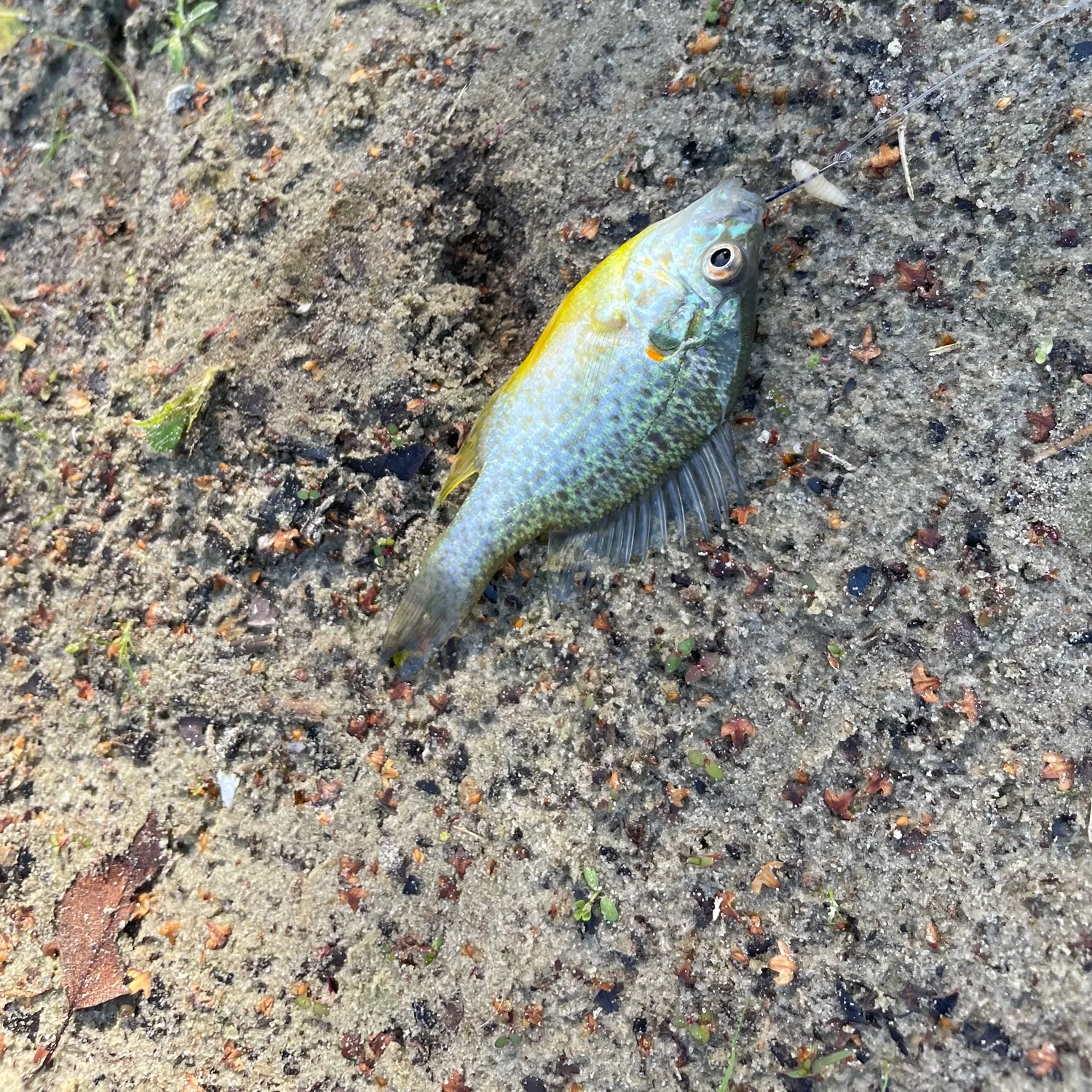 Pumpkinseed caught on Fishbrain