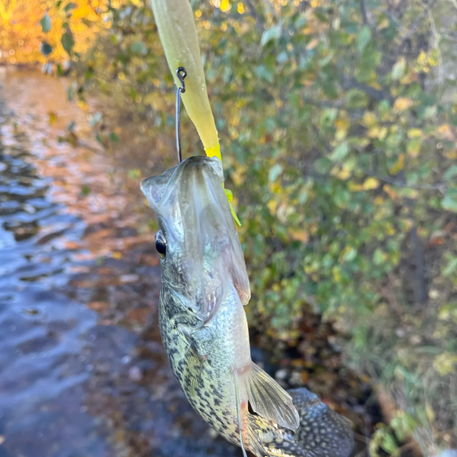 Black crappie caught on Fishbrain