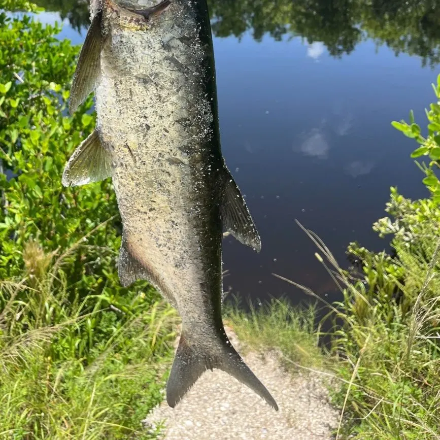 The most recent Tarpon catches on Fishbrain