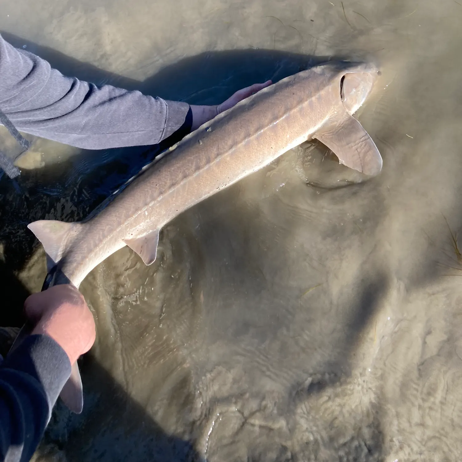 The most recent Lake sturgeon catches on Fishbrain