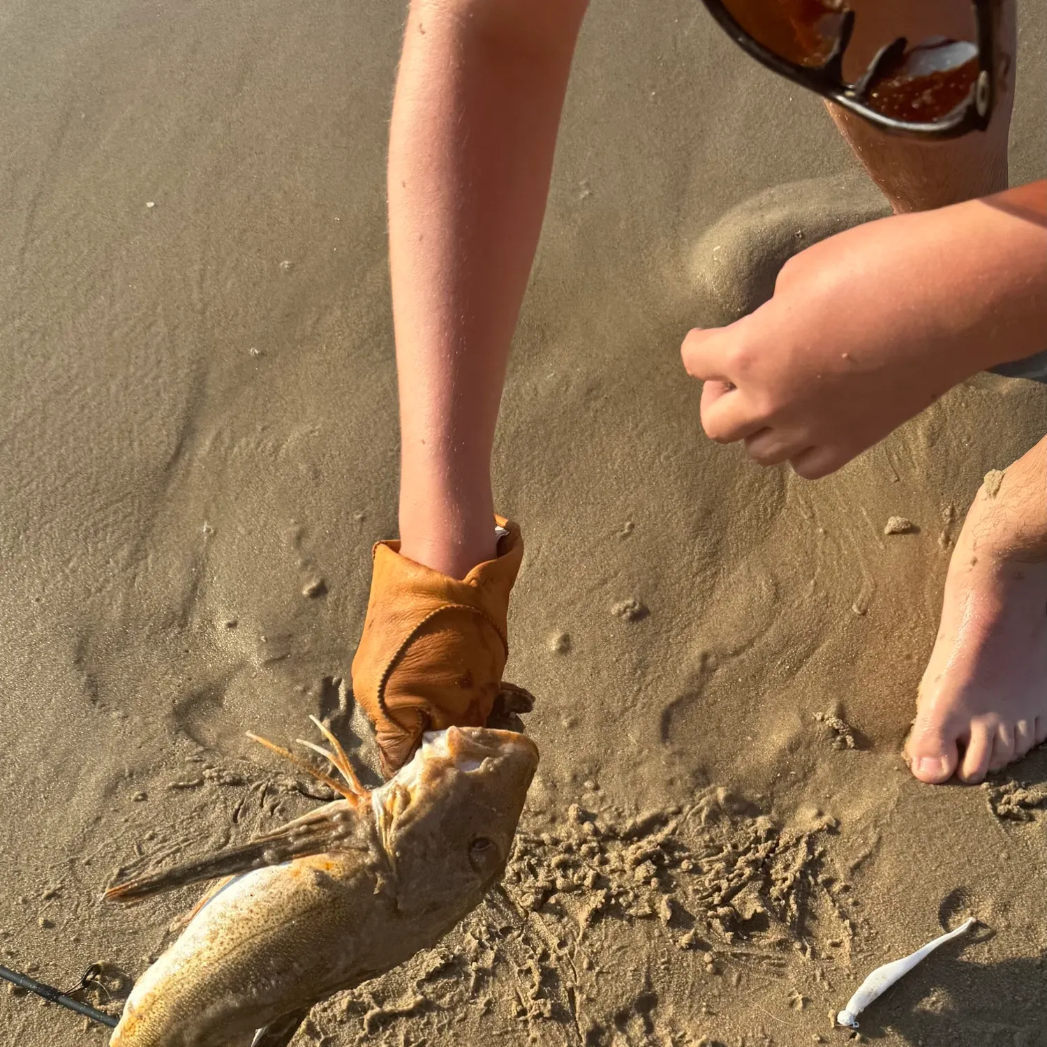 The most recent Striped searobin catches on Fishbrain