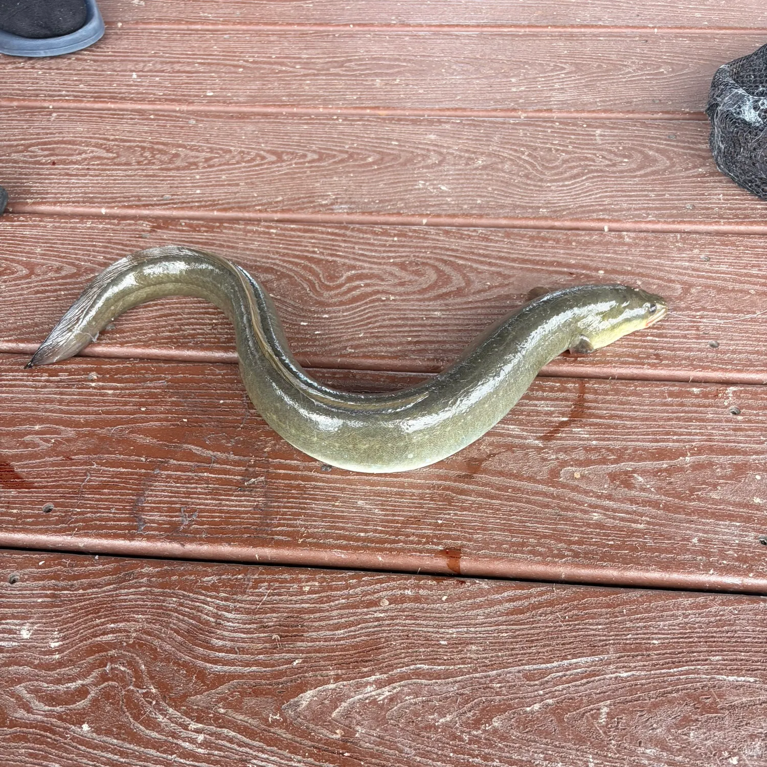 The most recent American eel catches on Fishbrain