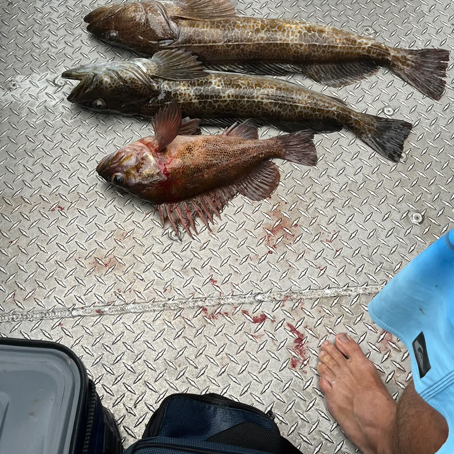 recently logged catches